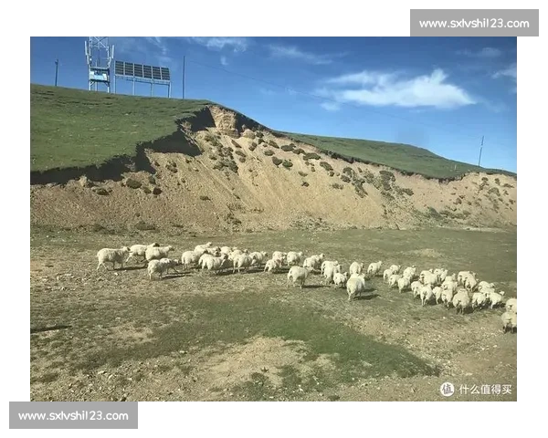 《动物大赛跑速度挑战赛：看谁能在森林、草原和沙漠中夺得冠军》